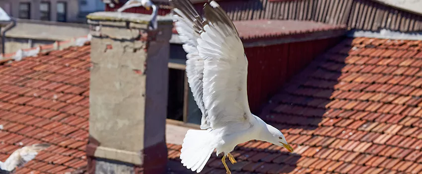 Residential Chimney Animal Removal Solution in Tanque Verde, AZ