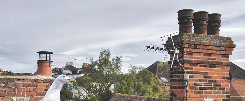 Chimney Cleaning And Restoration in Tanque Verde, Arizona